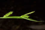 Gohlson's sedge